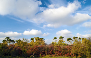 Fototapeta premium Wonderful landscape of autumn in bright golden and red colors with blue sky and beautiful shiny clouds above them