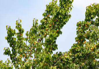 Fototapeta na wymiar ripe yellow apricot on a tree