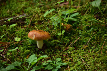 茶色くて小さなキノコ