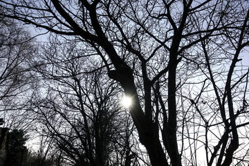 Silhouette of tree branches in autumn and sunbeams
