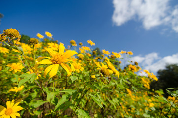 Fototapeta premium Mexican sunflower weed, Scientific name Tithonia diversifolia