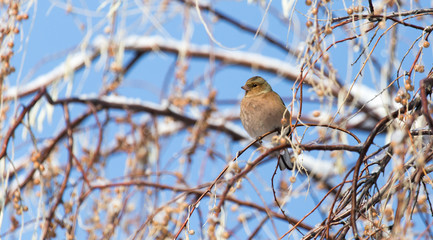 Sparrow on a tree in winter