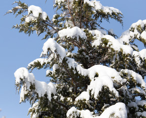 pine in snow in winter