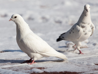 white dove in nature in winter