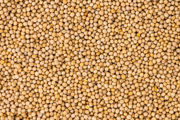 Portion of Seeds (Mustard) (selective focus)