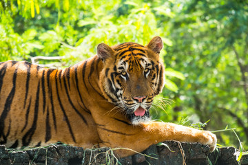 Bengal Tiger