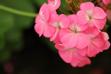 cluster of Geranium flowers in the morning