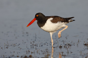 American Oystercatcher standing on one leg - Florida