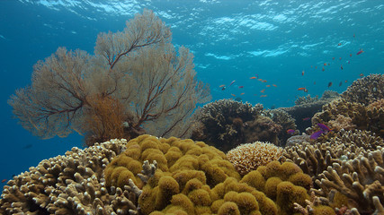 Colorful coral reef with Anthias and Damselfishes.
