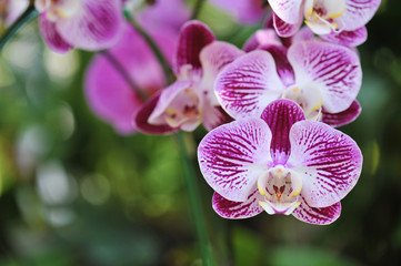 orchid flowers. Beautiful orchid flowers.