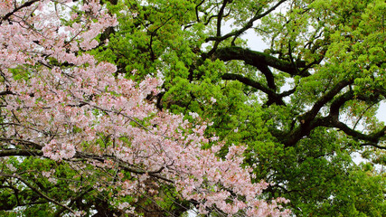 The cherry blossoms bloom in spring. The green tree forms strong contrast against the pink flowers.