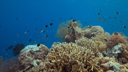 Colorful coral reef with plenty fish.