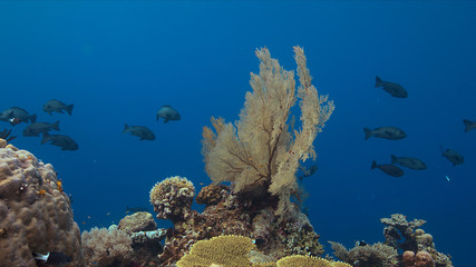 Fototapeta na wymiar Colorful coral reef with plenty fish.