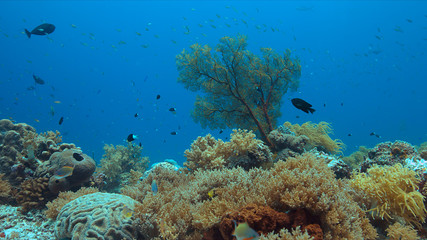 Colorful coral reef with a sea fan and plenty fish.