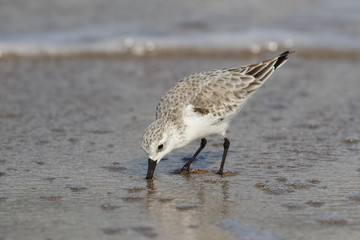 Sanderling in winter plumage foraging on a Florida beach