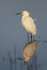 Snowy Egret and reflection - Florida