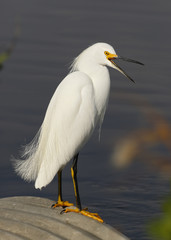 Snowy Egret sitting on a culvert yawning - Florida