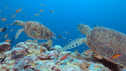 Cercles muraux Tortue Green Sea turtle on a colorful coral reef with plenty fish.