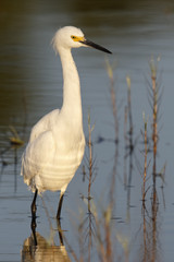 Snowy Egret standing in a shallow pond- Florida