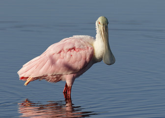 Roseate Spoonbill standing in a shallow pond - Florida