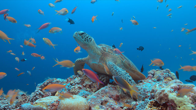 Green Sea turtle on a colorful coral reef with plenty fish.