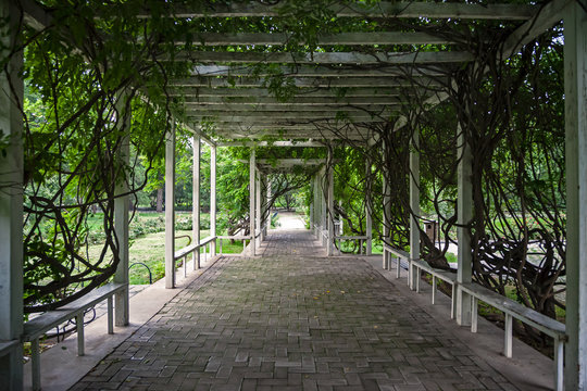 Wooden arbour covered with lianas in park