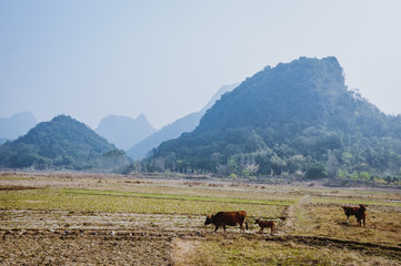 The countryside and mountains scenery in autumn