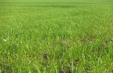Green grass in a field