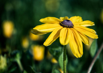Black Eyed Susan