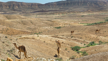 camel in the Negev desert © lom742