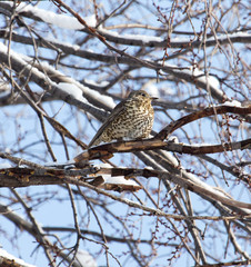 Cuckoo on the tree in winter
