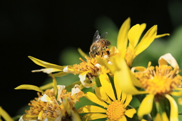ミツバチとツワブキの花