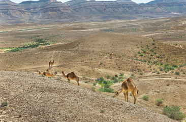 camel in the Negev desert