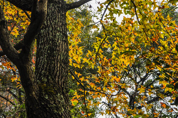 The forest scenery and background in autumn