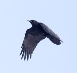 crows flying in the sky