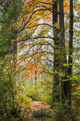 The forest scenery and background in autumn