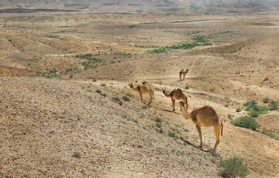 camel in the Negev desert