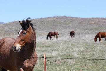 Fototapeta premium Flowing Mane Vogue Profile