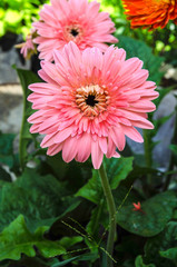 Beautiful pink flowers gerbera in natural garden