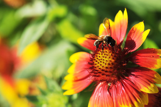 Honeybee on Gaillardia pulchella Foug, Blanket Flower