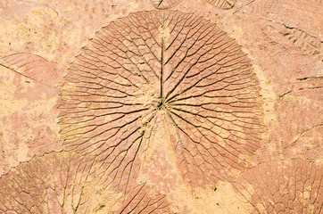 marks of nature leaf on the concrete background texture