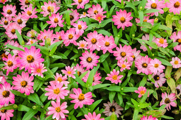 Pink Zinnia flowers in the natural garden