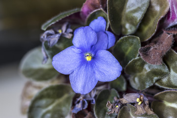 Blue Violet Flower