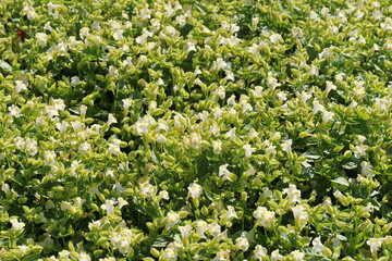Amazing of bright flower beautiful blooming on garden