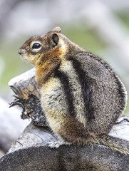 Golden mantel ground squirrel