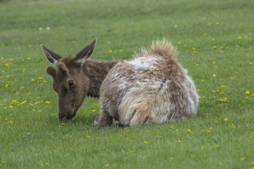 Elk baby grazing