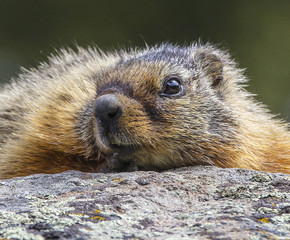 Yellow bellied marmot