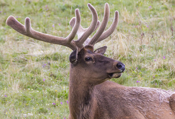Elk