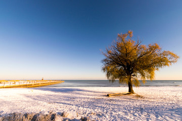Lonely Tree On A Snowed Beach