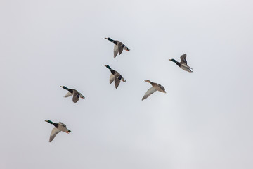 six ducks in flight